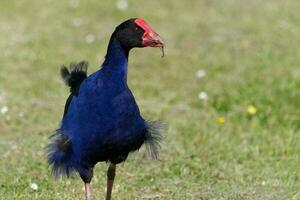 vomitar roxa swamphen foto