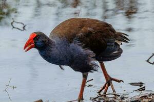 vomitar roxa swamphen foto