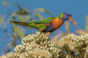 lorikeet arco-íris na austrália foto