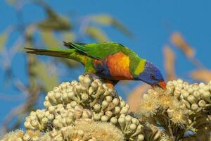 lorikeet arco-íris na austrália foto