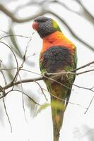 lorikeet arco-íris na austrália foto