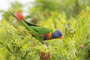 lorikeet arco-íris na austrália foto