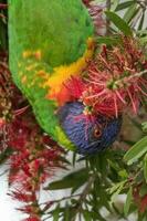 lorikeet arco-íris na austrália foto