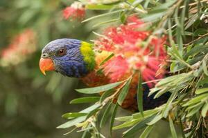 lorikeet arco-íris na austrália foto