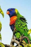 lorikeet arco-íris na austrália foto