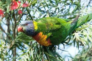 lorikeet arco-íris na austrália foto