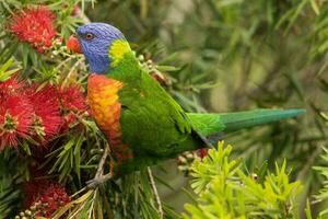 lorikeet arco-íris na austrália foto