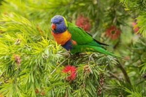 lorikeet arco-íris na austrália foto