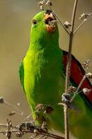 de asas vermelhas papagaio dentro Austrália foto
