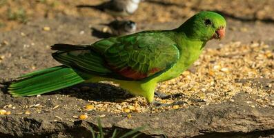 de asas vermelhas papagaio dentro Austrália foto