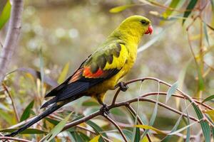 regente papagaio dentro Austrália foto