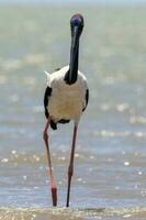 jabiru de pescoço preto cegonha foto