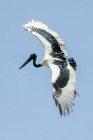 jabiru de pescoço preto cegonha foto