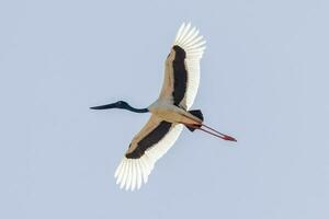 jabiru de pescoço preto cegonha foto