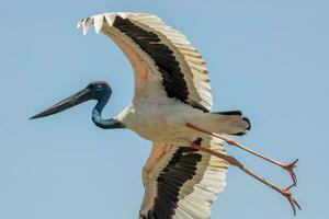 jabiru de pescoço preto cegonha foto