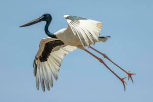 jabiru de pescoço preto cegonha foto