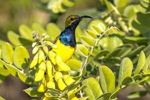 oliva sunbird dentro Austrália foto