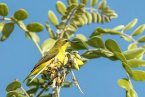 oliva sunbird dentro Austrália foto