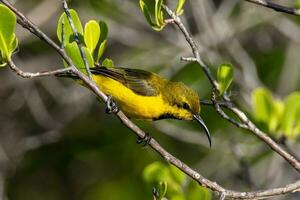 oliva sunbird dentro Austrália foto