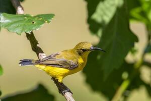 oliva sunbird dentro Austrália foto