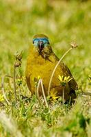 Rocha papagaio dentro Austrália foto