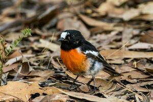 escarlate robin dentro Austrália foto