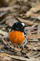 escarlate robin dentro Austrália foto