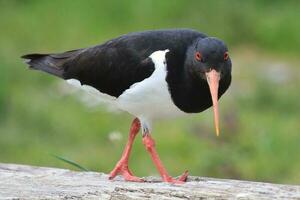 sul ilha malhado Ostraceiro foto