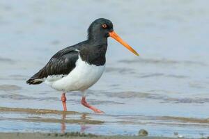 sul ilha malhado Ostraceiro foto