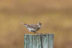 eurasian cotovia pássaro foto