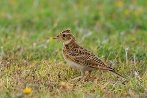 eurasian cotovia pássaro foto