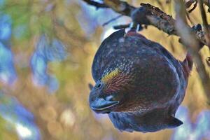 sul ilha kaká papagaio foto