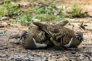 invasor Pombo dentro Austrália foto