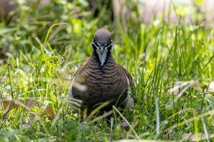 invasor Pombo dentro Austrália foto