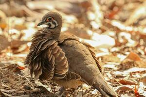 invasor Pombo dentro Austrália foto