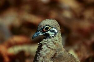 invasor Pombo dentro Austrália foto