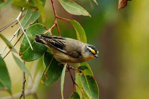 estriado pardalote dentro Austrália foto