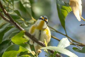 estriado pardalote dentro Austrália foto