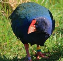 takahe trilho do Novo zelândia foto