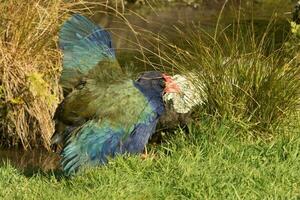 takahe trilho do Novo zelândia foto