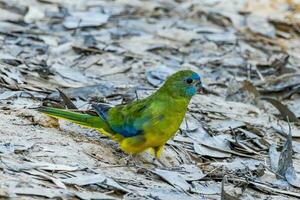 turquesa papagaio do Austrália foto