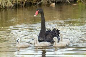 Preto cisne dentro australasia foto