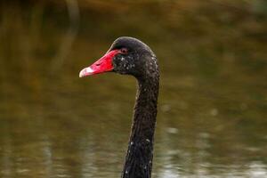 Preto cisne dentro australasia foto