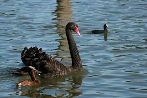 Preto cisne dentro australasia foto