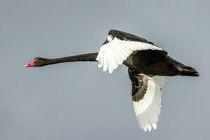 Preto cisne dentro australasia foto