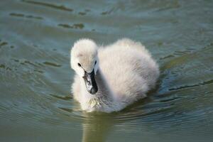 Preto cisne dentro australasia foto