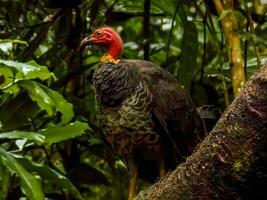 australiano escova Peru foto