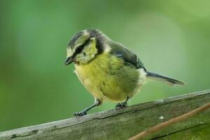 azul tit dentro Inglaterra foto