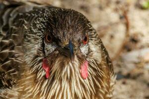 vermelho wattlebird dentro Austrália foto