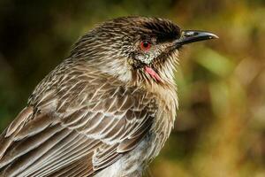 vermelho wattlebird dentro Austrália foto